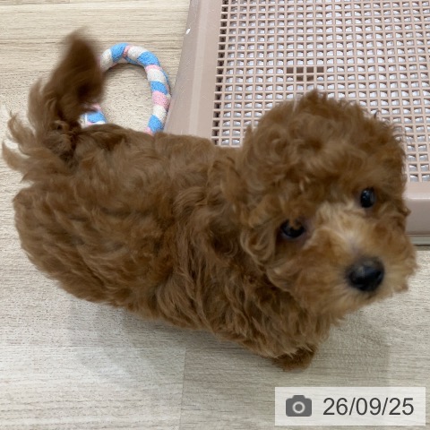 岐阜県のトイプードル(トイ) (ペットプラス 各務原店/2026年7月20日生まれ/男の子/レッド)の子犬の3枚目の画像