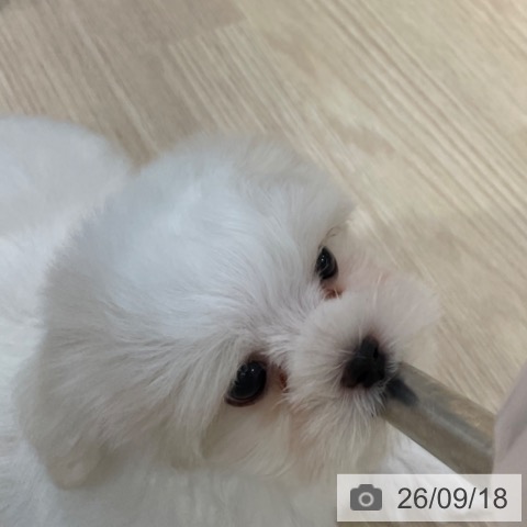マルチーズの写真