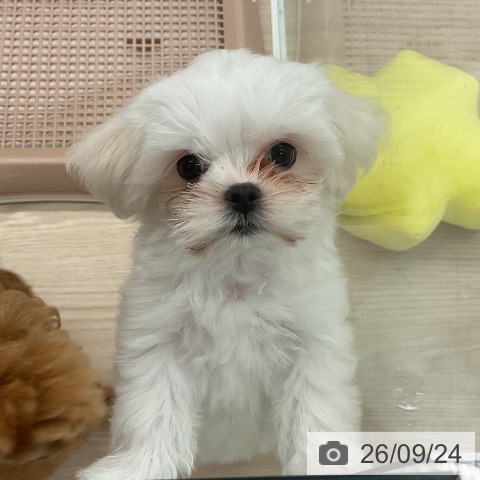 福井県のマルチーズ (ペットプラス 福井店/2026年7月20日生まれ/男の子/ホワイト)の子犬の4枚目の画像