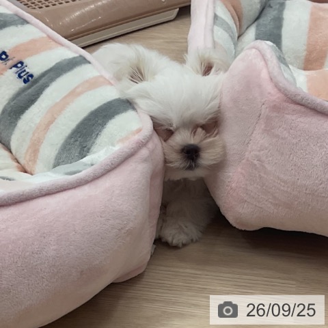 福井県のマルチーズ (ペットプラス 福井店/2026年7月20日生まれ/男の子/ホワイト)の子犬の3枚目の画像