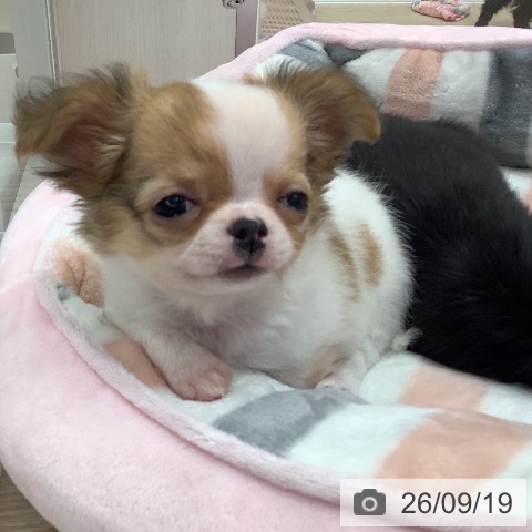 チワワの写真