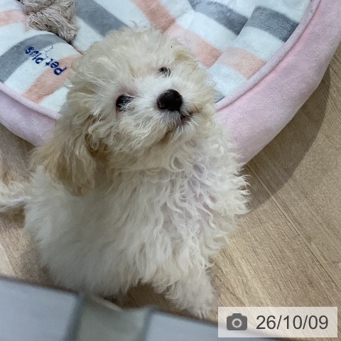 愛知県のトイプードル(トイ) (ペットプラス 上飯田店/2026年7月15日生まれ/男の子/クリーム)の子犬の4枚目の画像