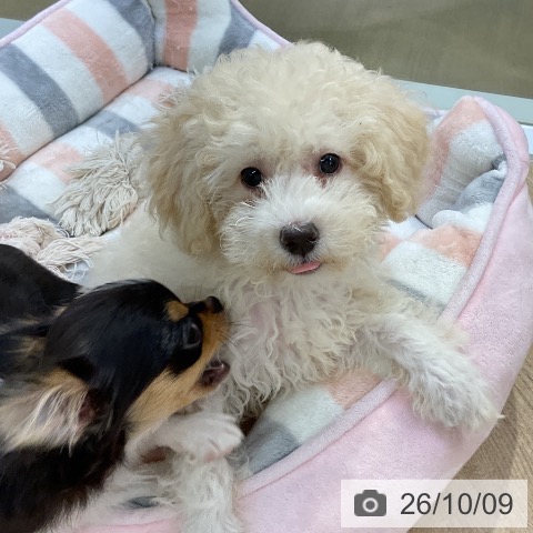 愛知県のトイプードル(トイ) (ペットプラス 上飯田店/2026年7月15日生まれ/男の子/クリーム)の子犬の3枚目の画像