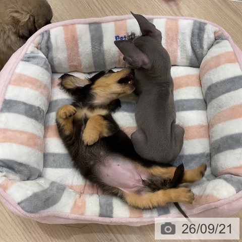 愛知県のイタリアングレーハウンド (ペットプラス ナゴヤドーム前店/2026年7月15日生まれ/男の子/ブルーホワイトマーキングス)の子犬の3枚目の画像