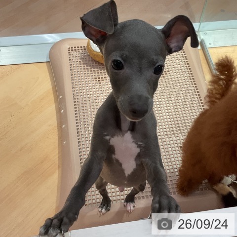 愛知県のイタリアングレーハウンド (ペットプラス 名古屋茶屋店/2026年7月15日生まれ/男の子/ブルーホワイトマーキングス)の子犬の4枚目の画像