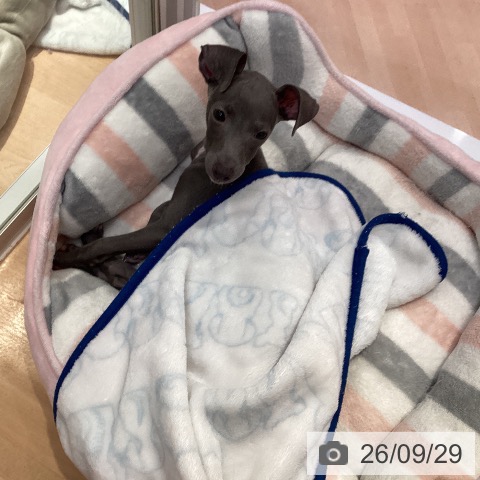 愛知県のイタリアングレーハウンド (ペットプラス 名古屋茶屋店/2026年7月15日生まれ/男の子/ブルーホワイトマーキングス)の子犬の3枚目の画像