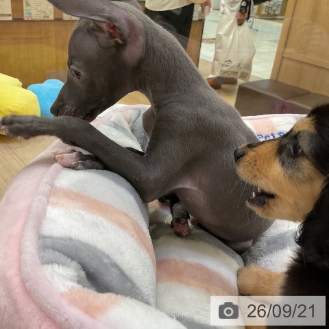 ミニチュア・ダックスフンドの写真