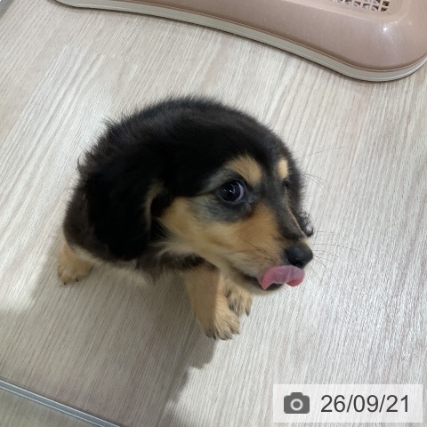 ミニチュア・ダックスフンドの写真
