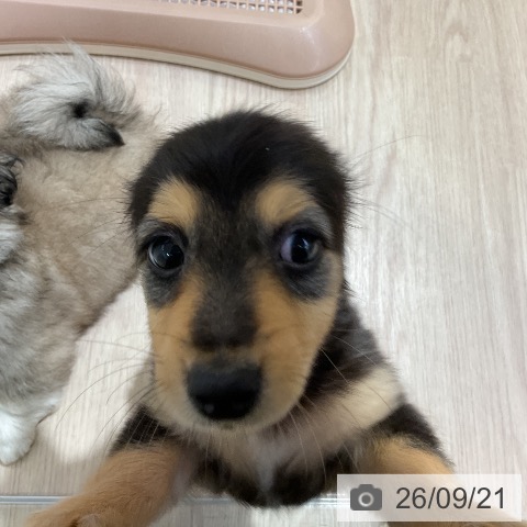 ミニチュア・ダックスフンドの写真