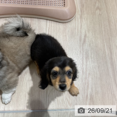 ミニチュア・ダックスフンドの写真