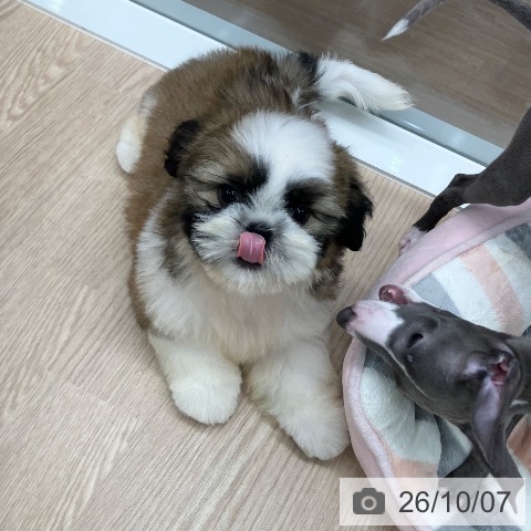 石川県のシーズー (ペットプラス 白山店/2026年7月16日生まれ/男の子/ゴールドホワイト)の子犬の4枚目の画像