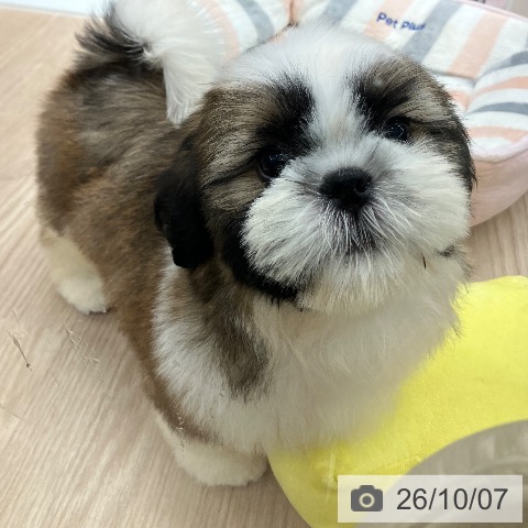 石川県のシーズー (ペットプラス 白山店/2026年7月16日生まれ/男の子/ゴールドホワイト)の子犬の3枚目の画像