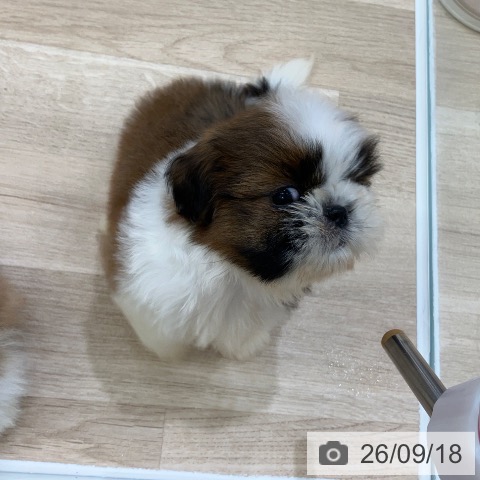 岐阜県のシーズー (ペットプラス 各務原店/2026年7月16日生まれ/男の子/ゴールドホワイト)の子犬の4枚目の画像