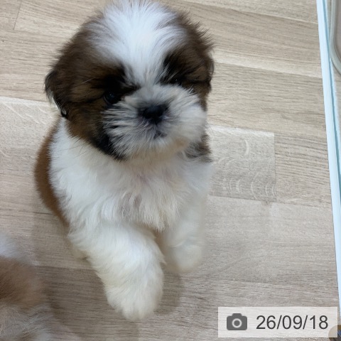 岐阜県のシーズー (ペットプラス 各務原店/2026年7月16日生まれ/男の子/ゴールドホワイト)の子犬の3枚目の画像
