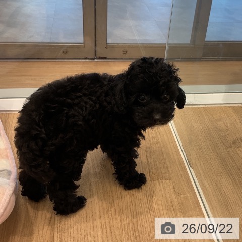 愛知県のトイプードル(トイ) (ペットプラス 熱田店/2026年7月10日生まれ/女の子/ブラック)の子犬の4枚目の画像