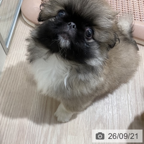 ペキニーズの写真