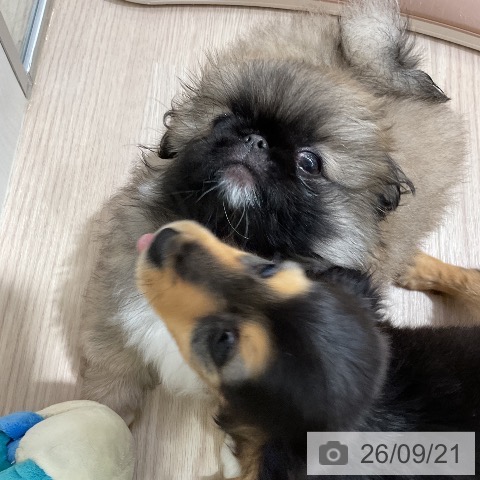 ペキニーズの写真