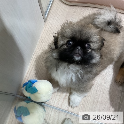 ペキニーズの写真
