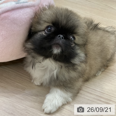 ペキニーズの写真