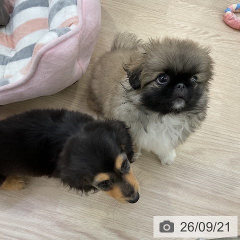 ペキニーズの写真
