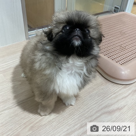 ペキニーズの写真