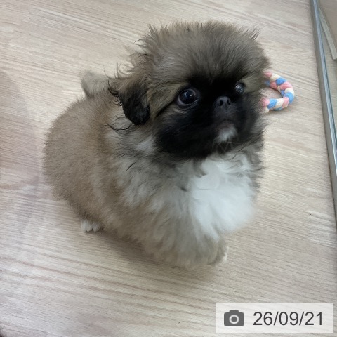 ペキニーズの写真