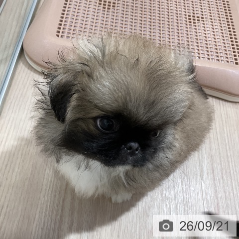 ペキニーズの写真
