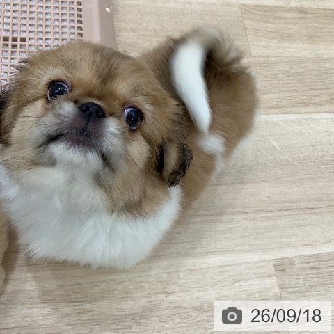 ペキニーズの写真