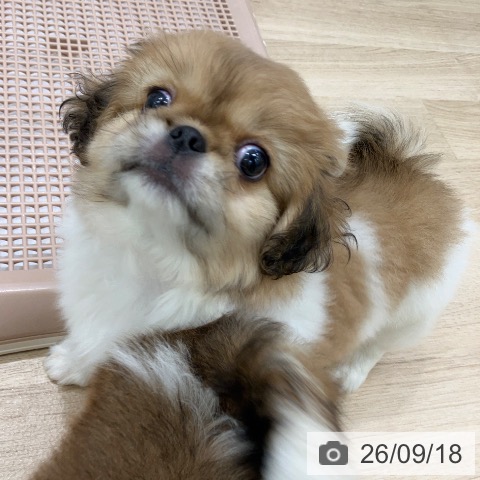 ペキニーズの写真