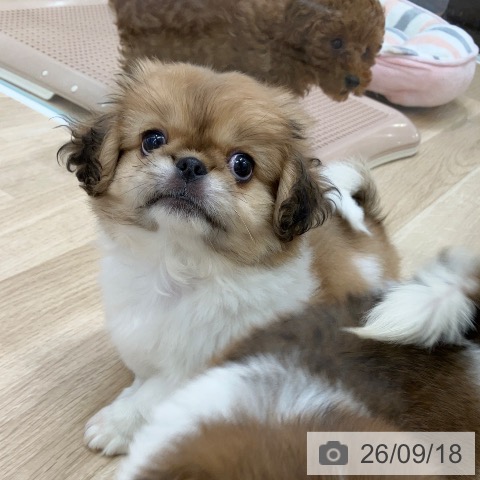 ペキニーズの写真
