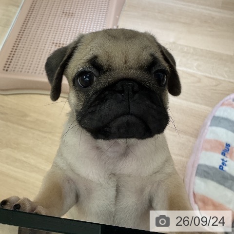 愛知県のパグ (ペットプラス イオンモール豊川店/2026年7月22日生まれ/男の子/フォーン)の子犬の4枚目の画像
