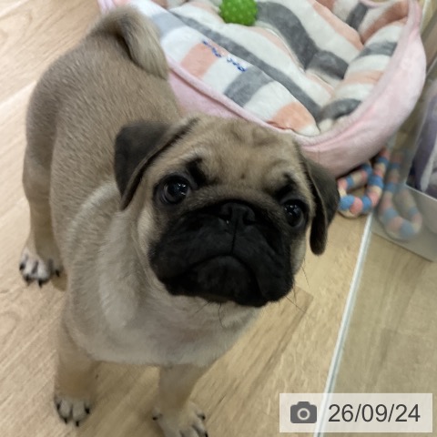愛知県のパグ (ペットプラス イオンモール豊川店/2026年7月22日生まれ/男の子/フォーン)の子犬の3枚目の画像