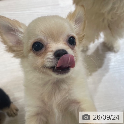 富山県のチワワ(ロング) (ペットプラス 高岡店/2026年7月15日生まれ/男の子/クリーム)の子犬の4枚目の画像