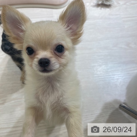 富山県のチワワ(ロング) (ペットプラス 高岡店/2026年7月15日生まれ/男の子/クリーム)の子犬の3枚目の画像