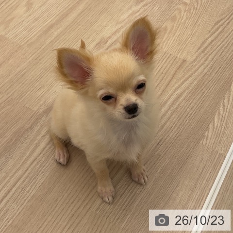 福井県のチワワ(ロング) (ペットプラス 福井店/2026年7月15日生まれ/男の子/クリーム)の子犬の4枚目の画像