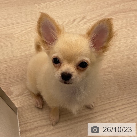 福井県のチワワ(ロング) (ペットプラス 福井店/2026年7月15日生まれ/男の子/クリーム)の子犬の3枚目の画像