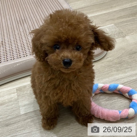岐阜県のトイプードル(トイ) (ペットプラス 各務原店/2026年7月16日生まれ/男の子/レッド)の子犬の4枚目の画像