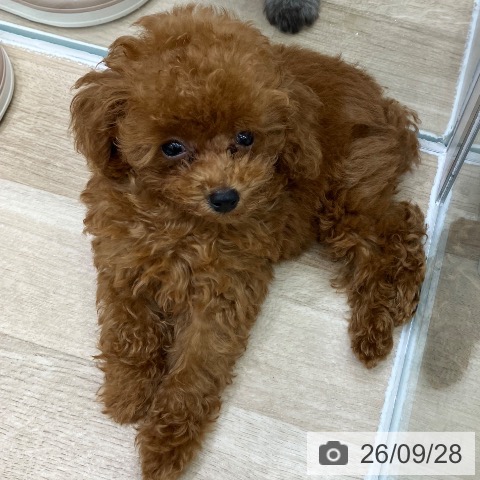 岐阜県のトイプードル(トイ) (ペットプラス 各務原店/2026年7月16日生まれ/男の子/レッド)の子犬の3枚目の画像