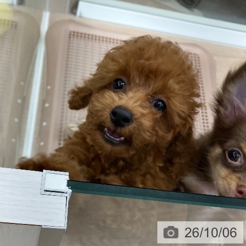 石川県のトイプードル(トイ) (ペットプラス 白山店/2026年7月16日生まれ/女の子/レッド)の子犬の3枚目の画像