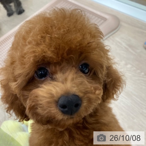 石川県のトイプードル(トイ) (ペットプラス 白山店/2026年7月16日生まれ/女の子/レッド)の子犬の4枚目の画像