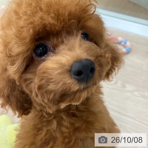 石川県のトイプードル(トイ) (ペットプラス 白山店/2026年7月16日生まれ/女の子/レッド)の子犬の3枚目の画像