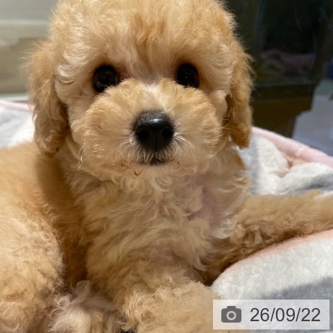 鹿児島県のトイプードル(トイ) (ペットプラス 姶良店/2026年7月21日生まれ/女の子/クリーム)の子犬の4枚目の画像