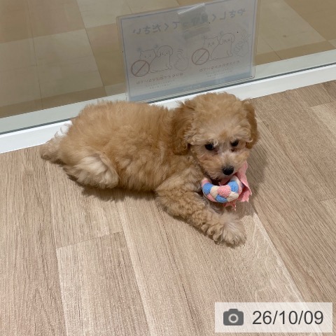 鹿児島県のトイプードル(トイ) (ペットプラス 姶良店/2026年7月21日生まれ/女の子/クリーム)の子犬の4枚目の画像