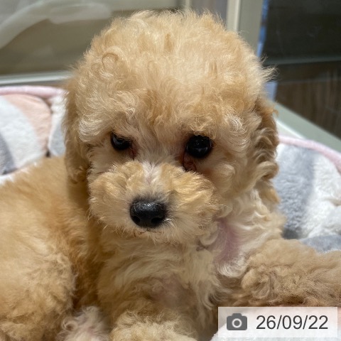 鹿児島県のトイプードル(トイ) (ペットプラス 姶良店/2026年7月21日生まれ/女の子/クリーム)の子犬の3枚目の画像