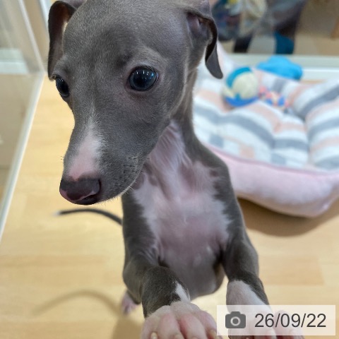 鹿児島県のイタリアングレーハウンド (ペットプラス 姶良店/2026年7月21日生まれ/女の子/ブルーホワイト)の子犬の3枚目の画像