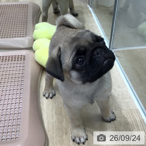 岐阜県のパグ (ペットプラス 各務原店/2026年7月21日生まれ/男の子/フォーン)の子犬の4枚目の画像