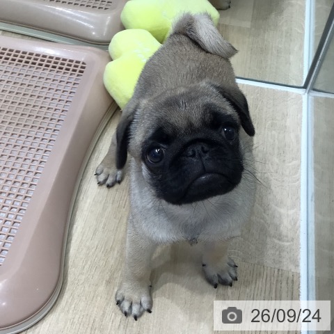 岐阜県のパグ (ペットプラス 各務原店/2026年7月21日生まれ/男の子/フォーン)の子犬の3枚目の画像