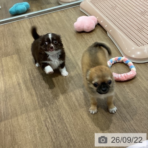 愛知県のチワワ(ロング) (ペッツワン 東海店/2026年7月21日生まれ/男の子/レッド)の子犬の4枚目の画像