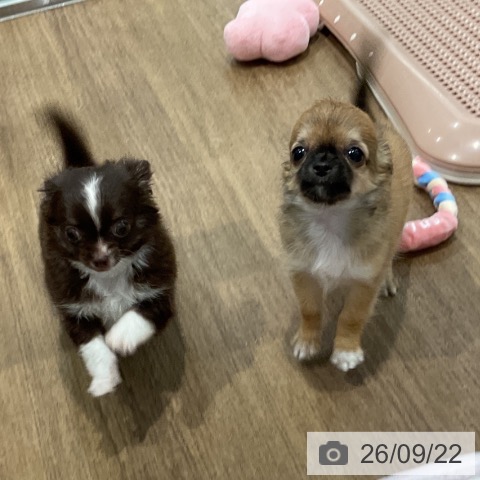 愛知県のチワワ(ロング) (ペッツワン 東海店/2026年7月21日生まれ/男の子/レッド)の子犬の3枚目の画像