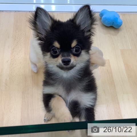 愛知県のチワワ(ロング) (ペットプラス 三好店/2026年7月21日生まれ/男の子/ブラックタン)の子犬の3枚目の画像